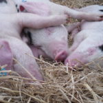 Animal Welfare - Veganism
